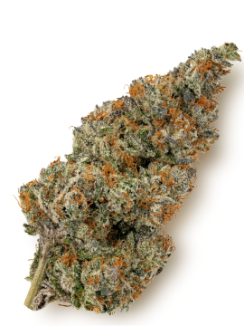 OG Kush (Indica strain)